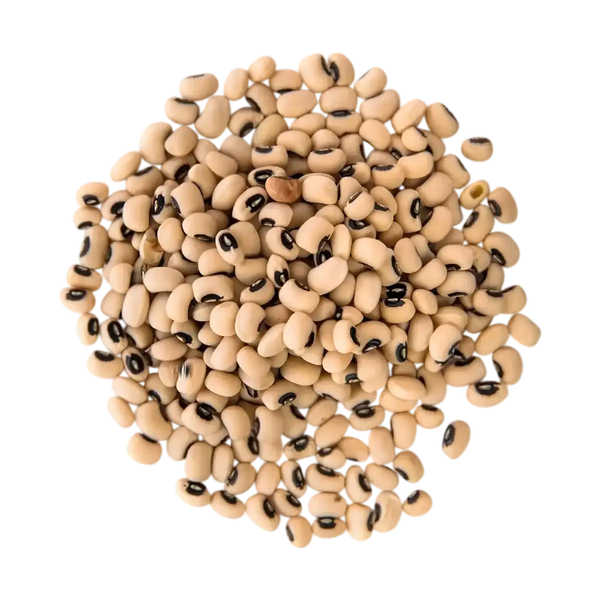 Gros plan sur haricots cornilles secs, légumineuses naturelles utilisées dans les produits TERSOL pour plats traditionnels.