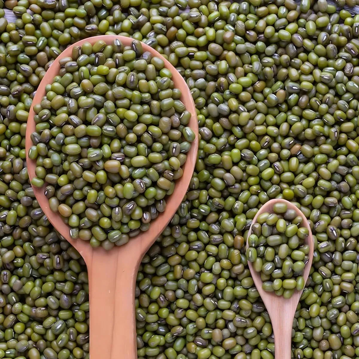 Gros plan de haricots mungo LEGUMOR dans deux cuillères en bois, riches en fibres et protéines, parfaits pour soupes et salades nutritives.