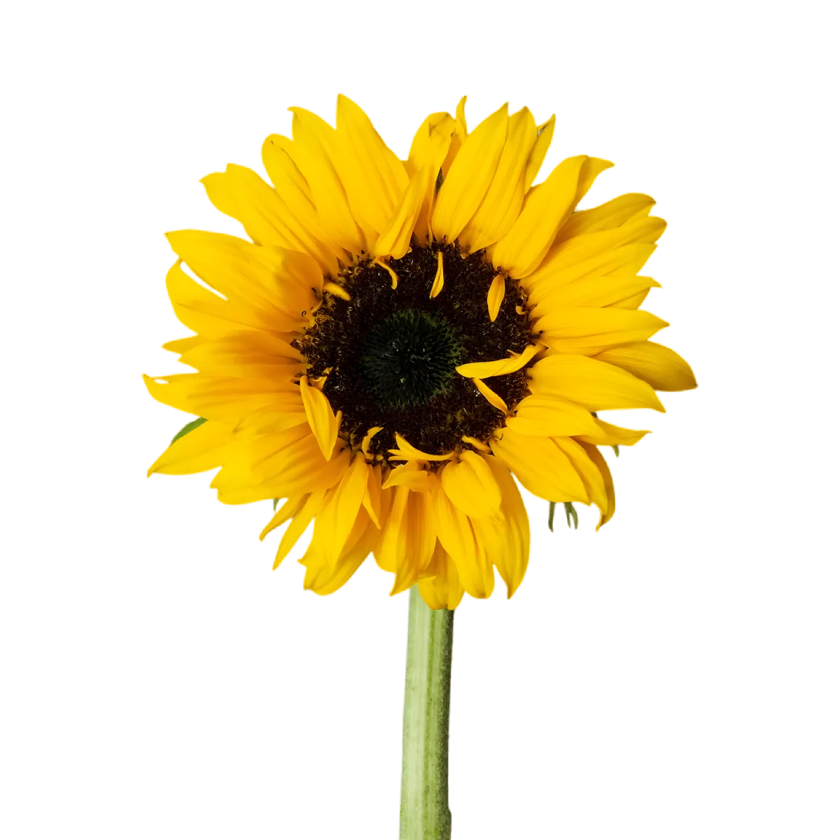 Fleur de tournesol jaune vif, ingrédient principal de l'huile de tournesol Lesieur, utilisée en cuisine pour sa saveur neutre.