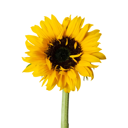 Fleur de tournesol jaune vif, ingrédient principal de l'huile de tournesol Lesieur, utilisée en cuisine pour sa saveur neutre.