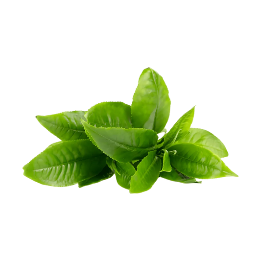 Feuilles de maté fraîches utilisées dans l'infusion BIO PROPHYTAMINE pour le contrôle du poids et une infusion naturelle aux herbes.