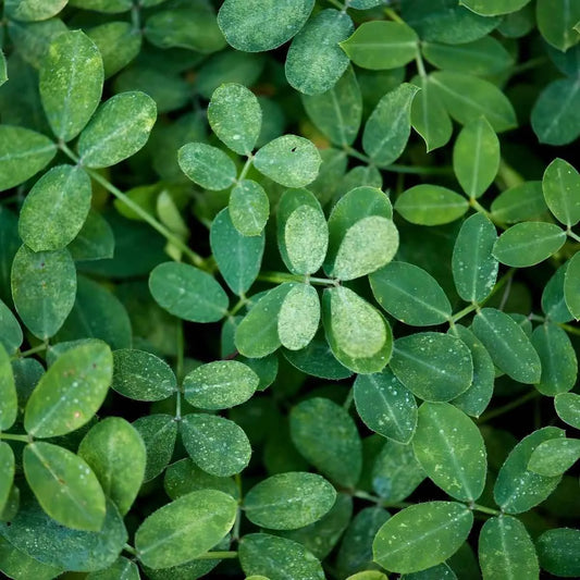 Feuilles fraîches de moringa utilisées dans l'Infusion Baobab Moringa BIO, ingrédient naturel riche en nutriments pour une boisson bien-être.