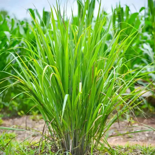 Plante de citronnelle fraîche cultivée en plein champ, ingrédient principal de l'infusion Citronnelle Gingembre RACINES aux bienfaits naturels.