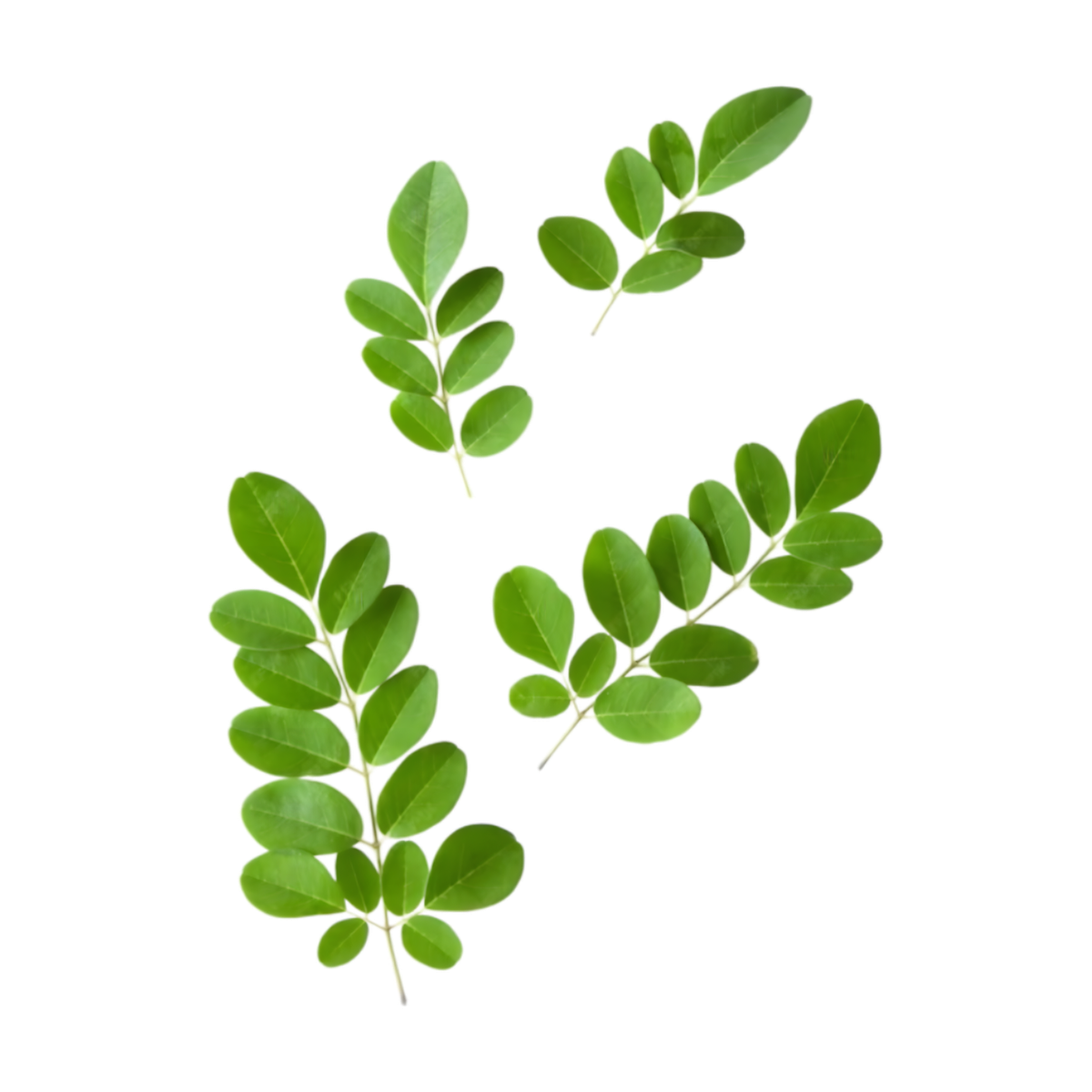 Infusion d'Afrique gingembre moringa BIO RACINES