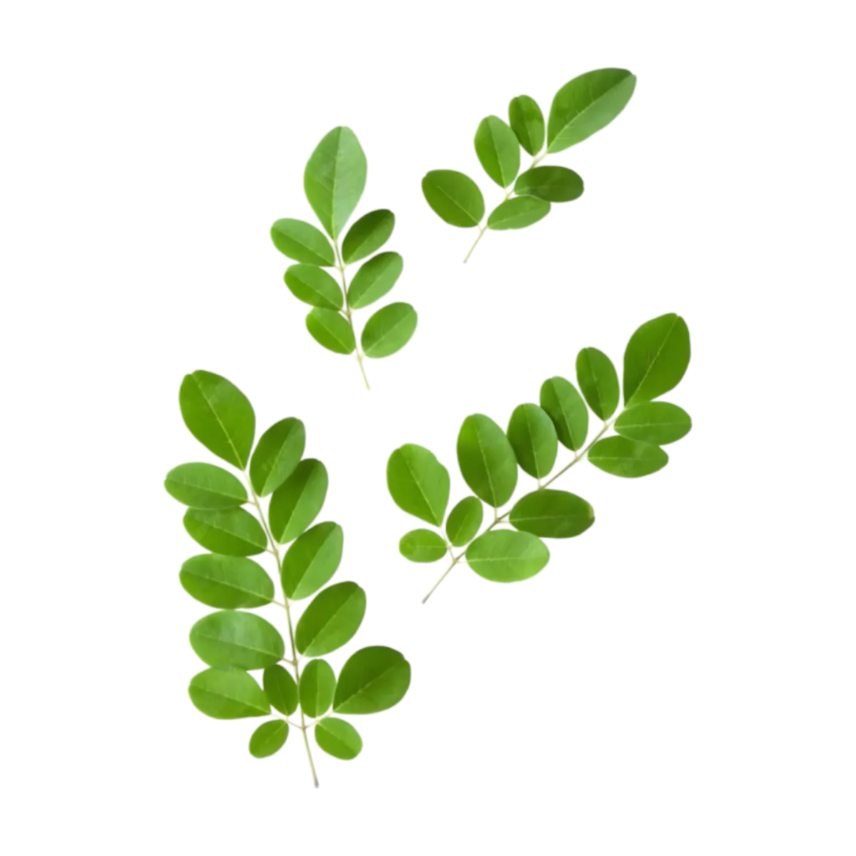 Feuilles fraîches de moringa, utilisées dans l'infusion gingembre moringa BIO - Bienfaits Racines, reconnues pour leurs vertus revitalisantes.