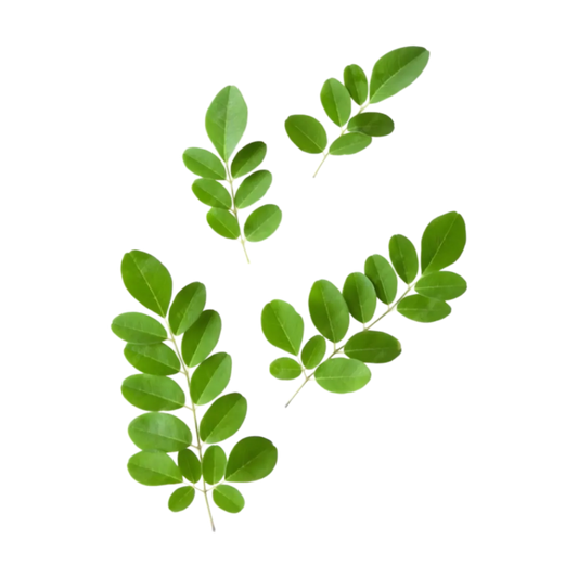 Feuilles fraîches de moringa, utilisées dans l'infusion gingembre moringa BIO - Bienfaits Racines, reconnues pour leurs vertus revitalisantes.