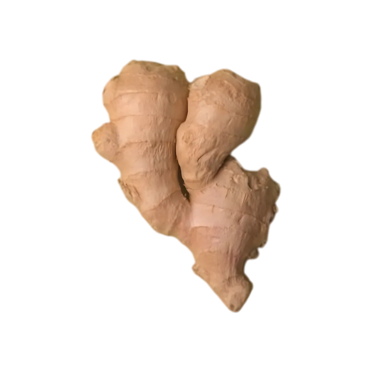 Racine de gingembre entière, ingrédient clé de l'infusion gingembre moringa BIO - Bienfaits Racines, saveur épicée et tonifiante.