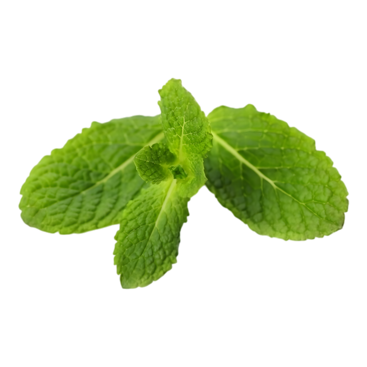 Infusion d'Afrique hibiscus menthe BIO RACINES