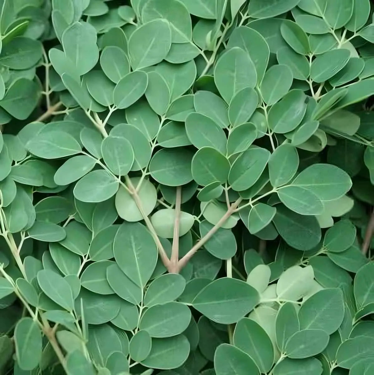 Feuilles fraîches de moringa, ingrédient clé de l'infusion bio RACINES, reconnues pour leurs vertus bienfaisantes et naturelles.