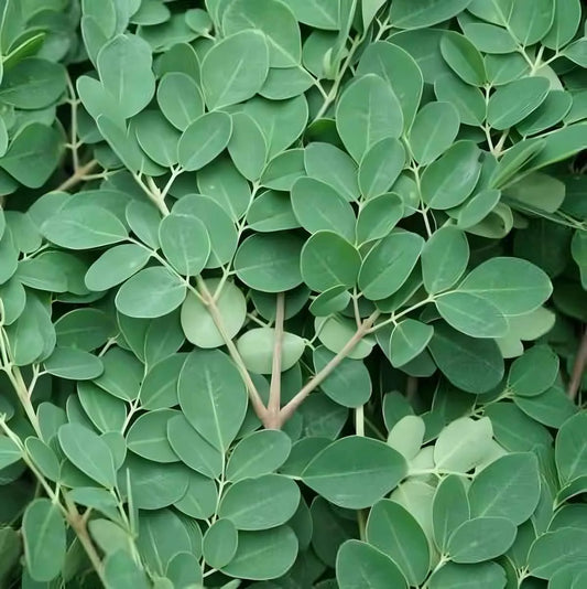 Feuilles fraîches de moringa, ingrédient clé de l'infusion bio RACINES, reconnues pour leurs vertus bienfaisantes et naturelles.