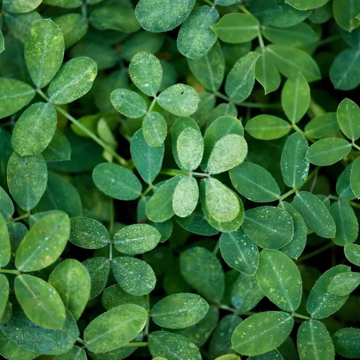 Feuilles fraîches de moringa utilisées pour l'infusion Moringa Bio RACINES, reconnues pour leurs bienfaits naturels et propriétés nutritionnelles.