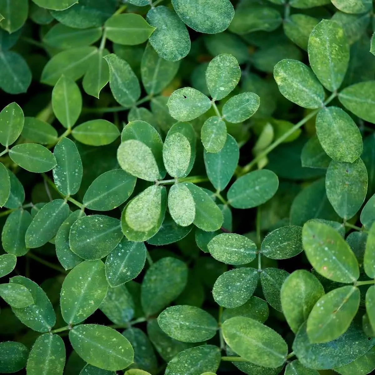 Feuilles fraîches de moringa vertes, riches en nutriments, utilisées pour l'infusion africaine RACINES aux bienfaits naturels et goût végétal doux.