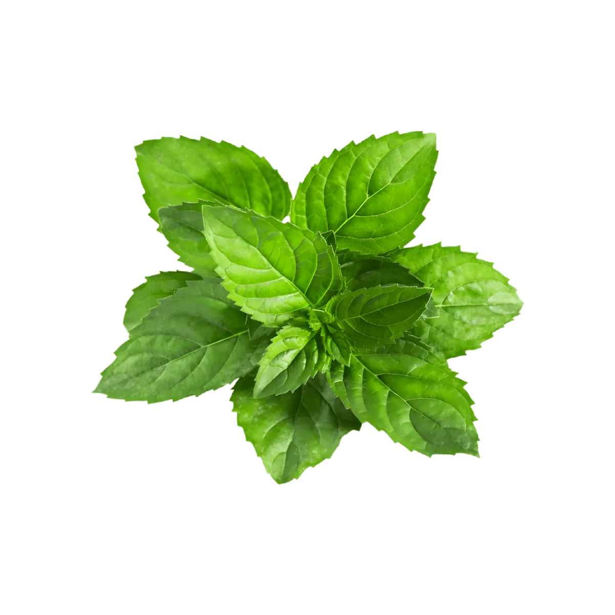 Feuilles fraîches de menthe douce utilisées dans l'Infusion Digestion BIO PROPHYTAMINE pour leurs propriétés digestives naturelles.