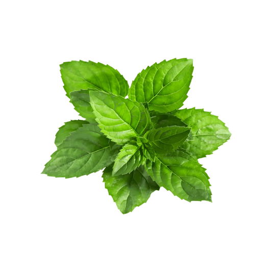 Feuilles fraîches de menthe douce utilisées dans l'Infusion Digestion BIO PROPHYTAMINE pour leurs propriétés digestives naturelles.