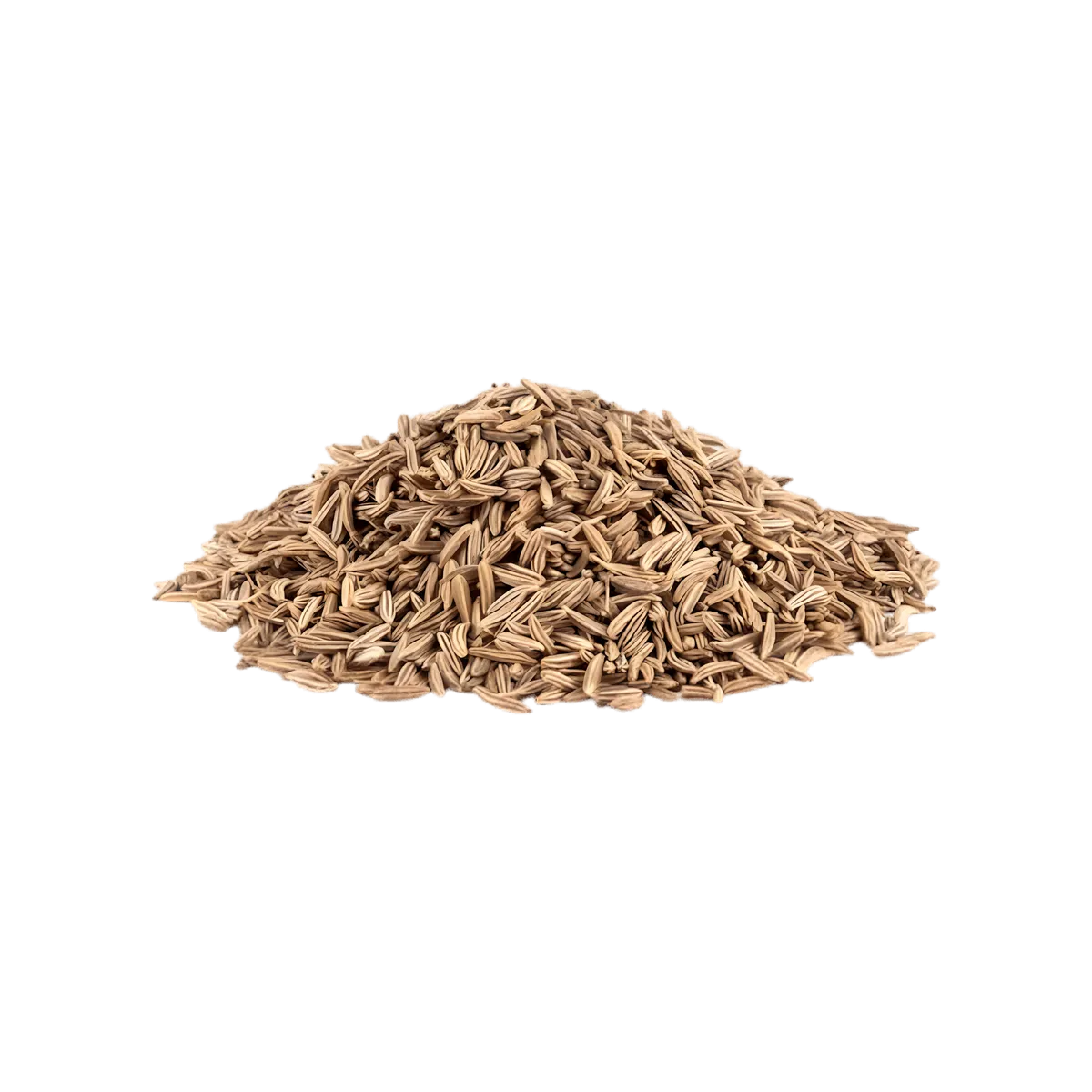 Graines de carvi séchées, composant naturel de l’Infusion Digestion BIO PROPHYTAMINE, favorisant un transit harmonieux.