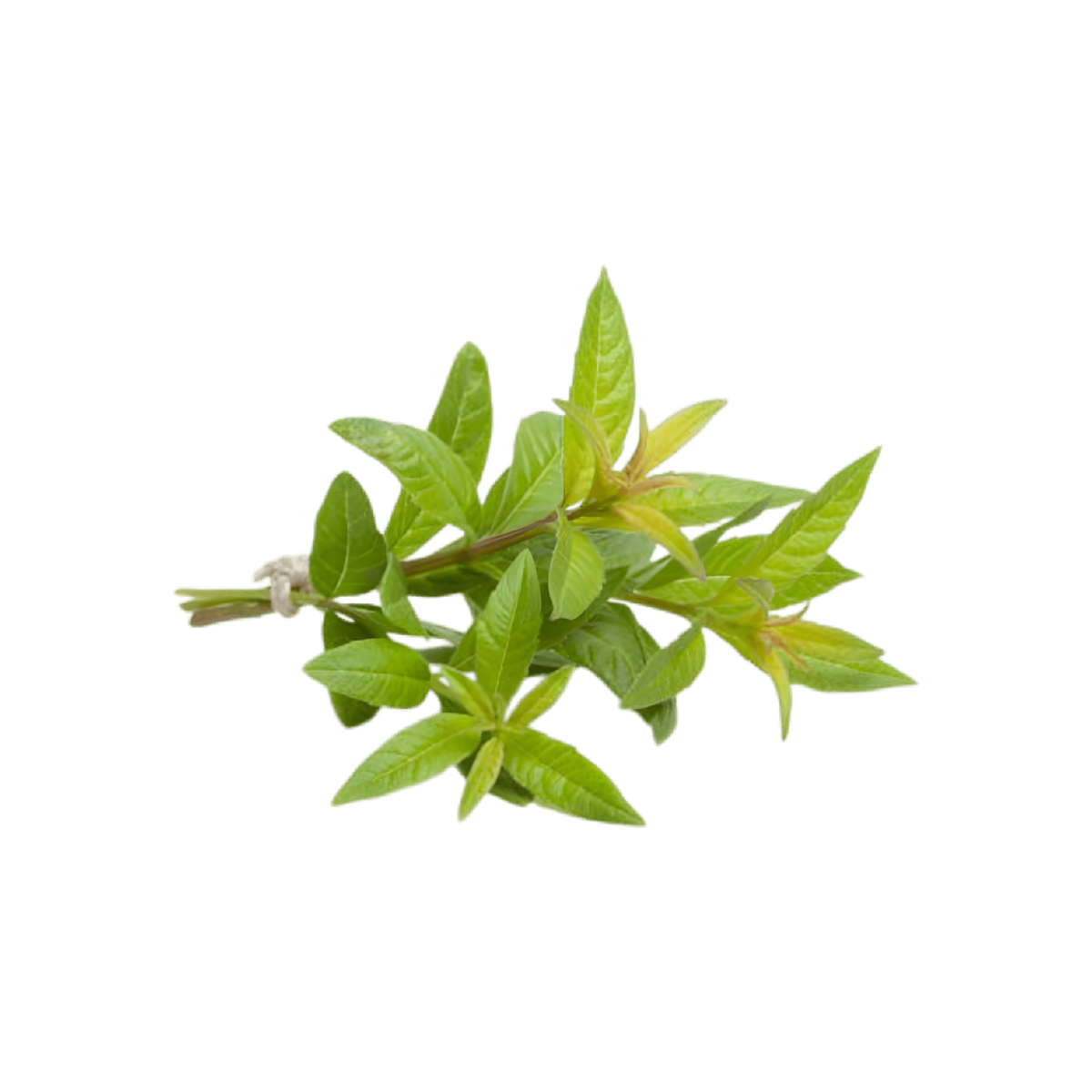 Infusion Sommeil Relaxation BIO PROPHYTAMINE