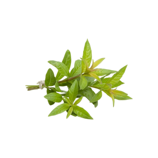 Brin de verveine fraîche utilisé dans l'infusion sommeil bio relaxante PROPHYTAMINE, plante reconnue pour ses vertus apaisantes naturelles.