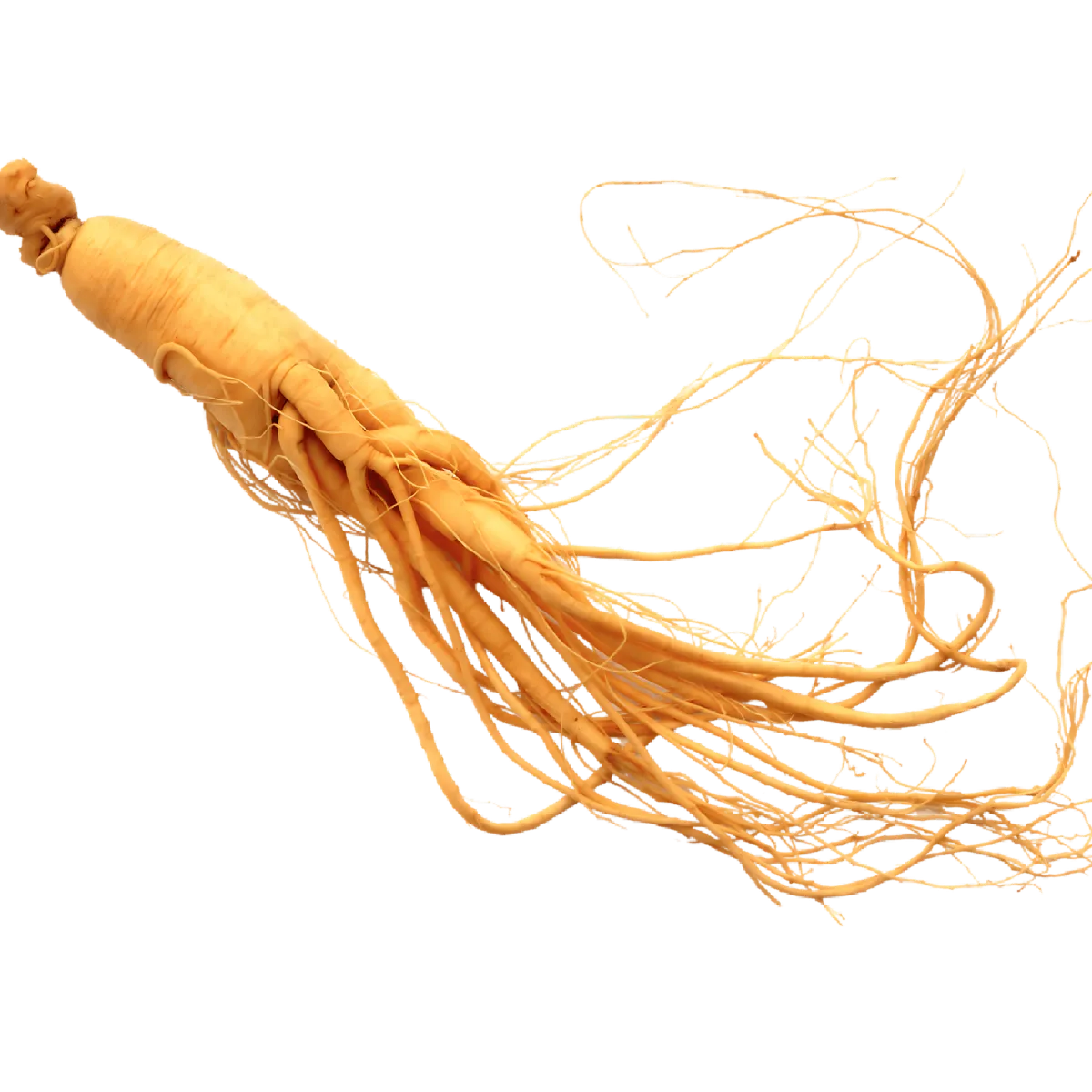 Racine de ginseng séchée, plante énergisante présente dans l'infusion BIO PROPHYTAMINE pour booster physique et vitalité.
