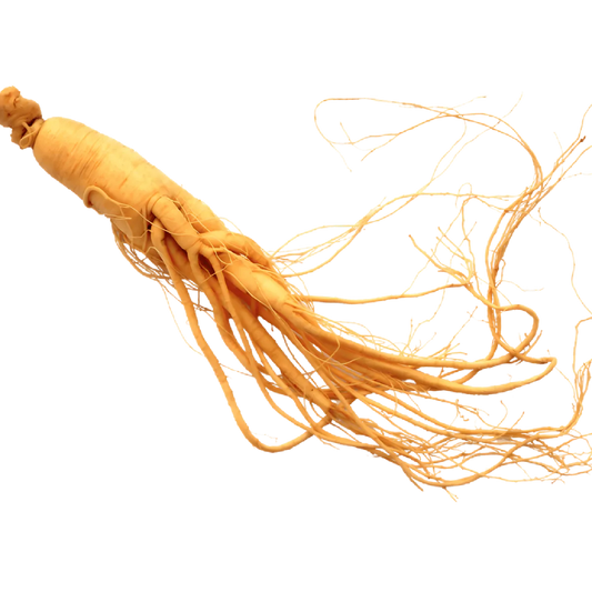 Racine de ginseng séchée, plante énergisante présente dans l'infusion BIO PROPHYTAMINE pour booster physique et vitalité.