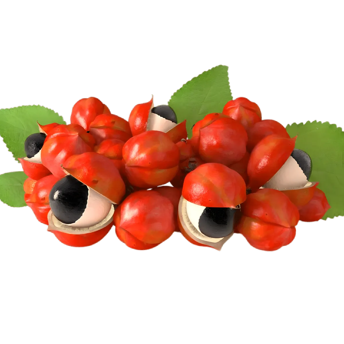 Fruits de guarana rouges avec graines noires, ingrédient clé de l'infusion BIO PROPHYTAMINE pour un effet stimulant naturel.