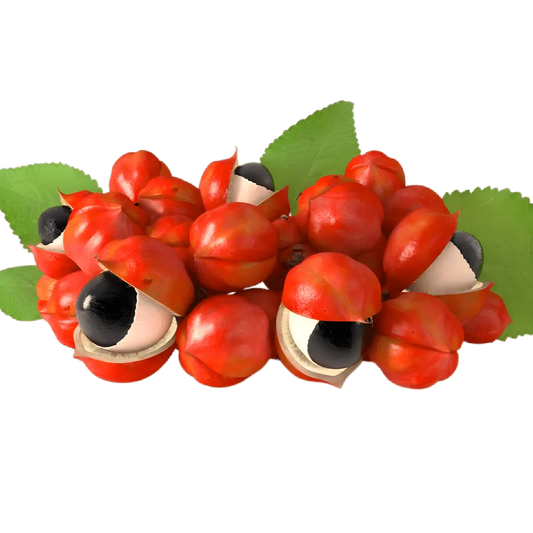 Fruits de guarana rouges avec graines noires, ingrédient clé de l'infusion BIO PROPHYTAMINE pour un effet stimulant naturel.