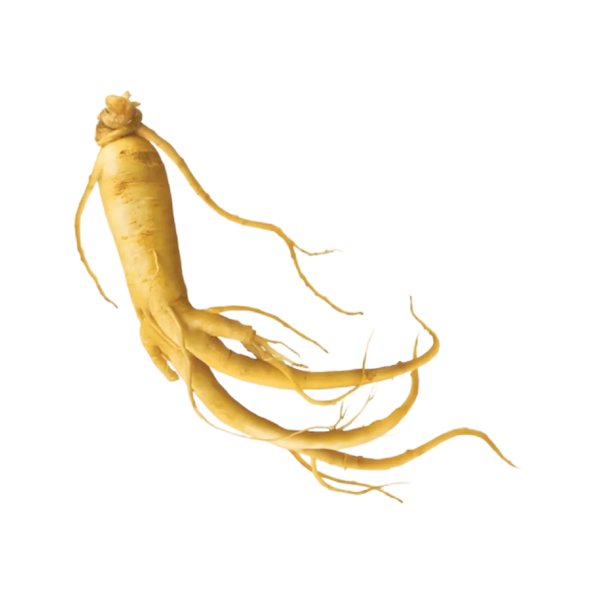 Racine de ginseng utilisée dans l'infusion tonique BIO PROPHYTAMINE pour ses propriétés énergisantes naturelles.