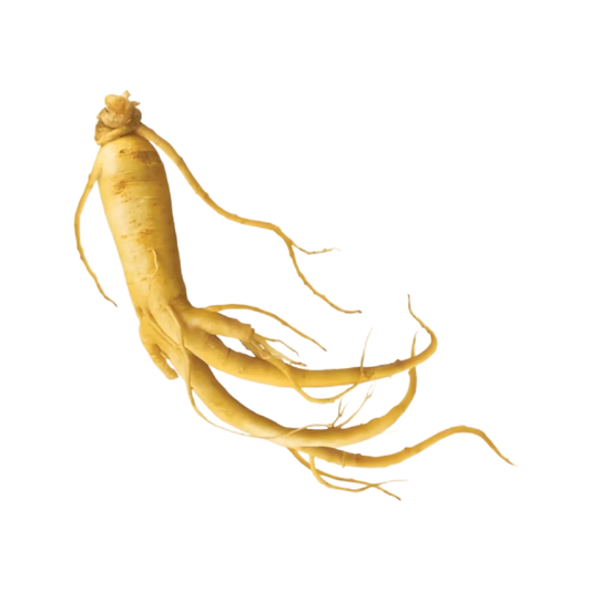 Racine de ginseng utilisée dans l'infusion tonique BIO PROPHYTAMINE pour ses propriétés énergisantes naturelles.