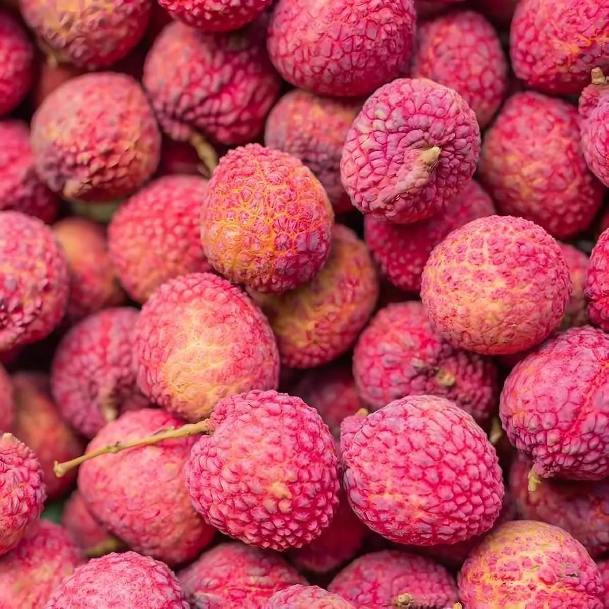 Litchis frais à la peau rose texturée, fruit exotique utilisé dans le jus d'aloe vera et litchi GRACE, boisson douce et rafraîchissante.