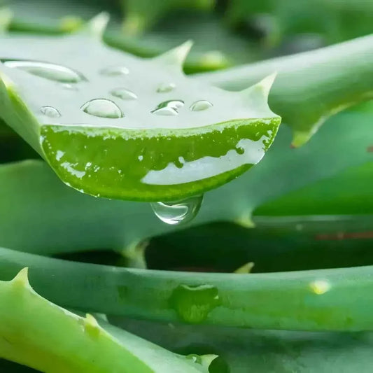 Gros plan sur une feuille d'aloe vera fraîche avec goutte de gel, ingrédient clé du jus d'aloe vera et litchi GRACE, boisson naturelle et apaisante.