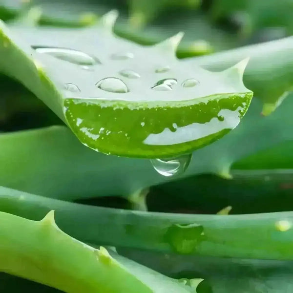 Aloe-Vera-Saftgetränk von GRACE mit Wassertropfen auf einem geschnittenen Blatt, Nahaufnahme.