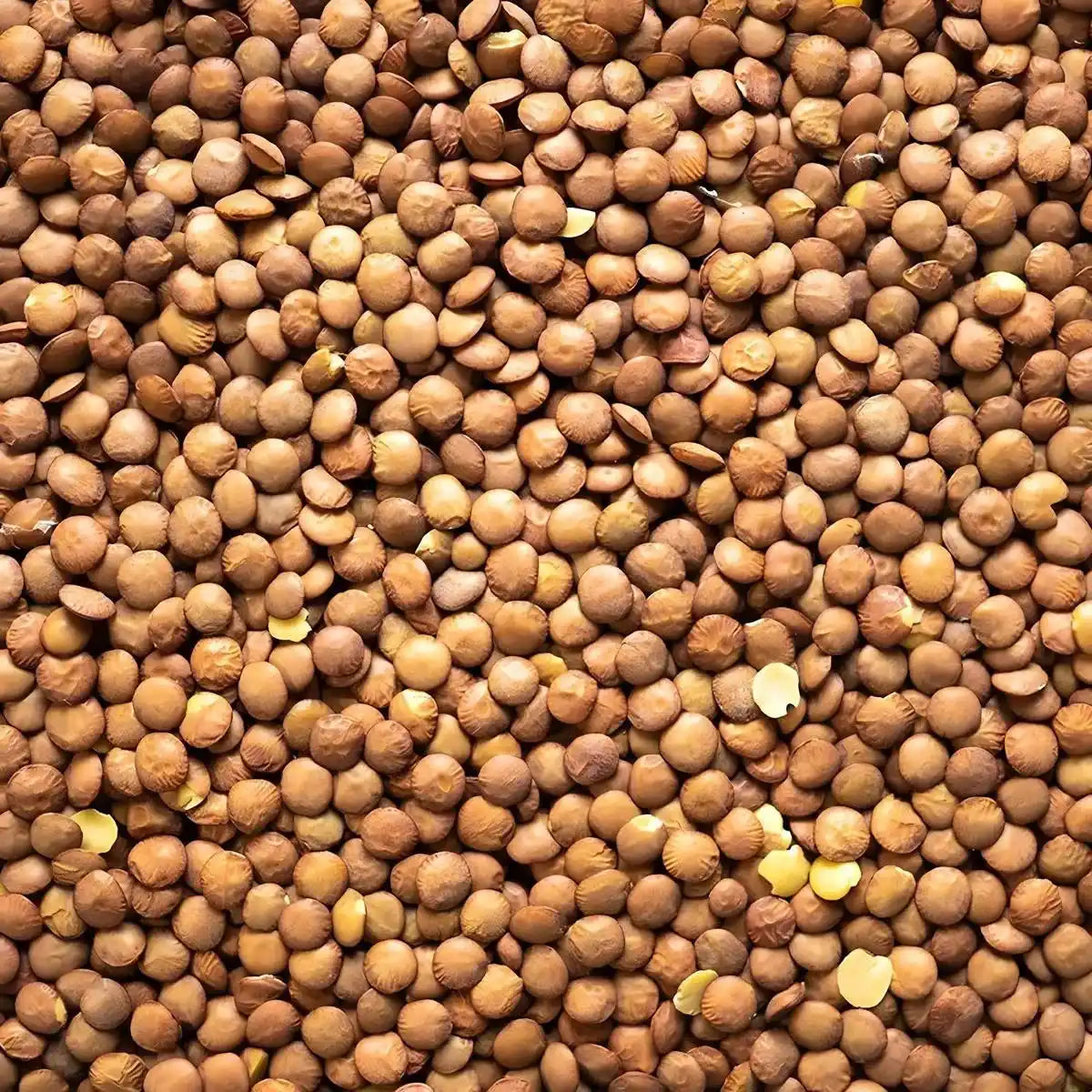 Gros plan sur lentilles blondes 4 mm LEGUMOR, texture fine et couleur dorée, parfaites pour enrichir salades, soupes et plats mijotés.