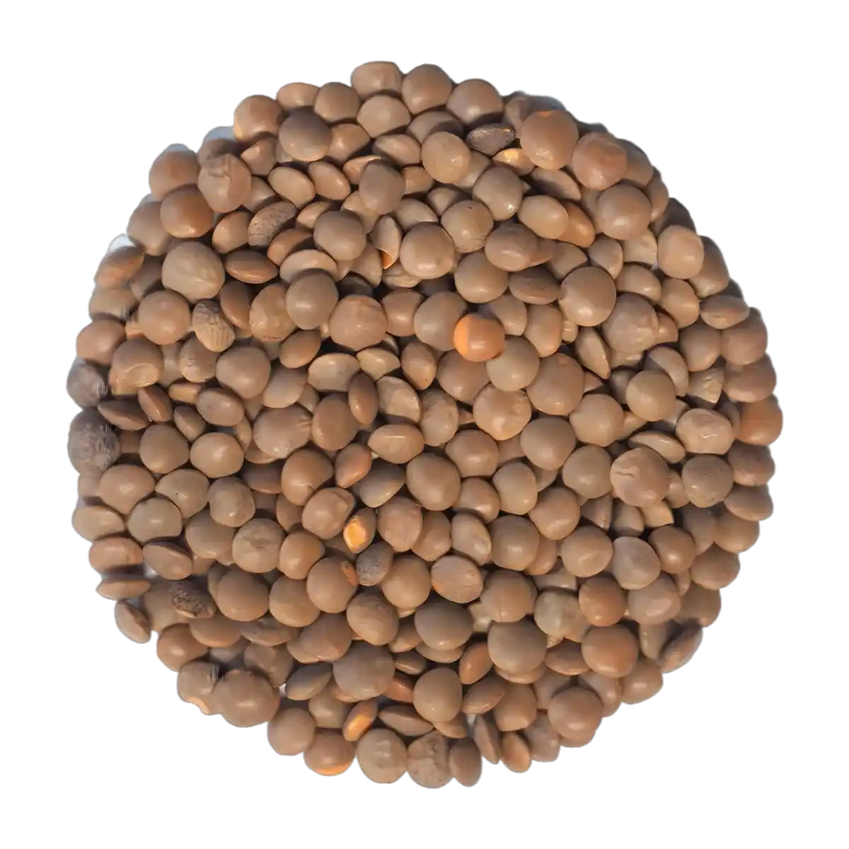 Zoom sur lentilles rouges entières LEGUMOR en tas, montrant leur texture et couleur naturelle. Ingrédient sec idéal pour plats végétariens et riches en fibres.