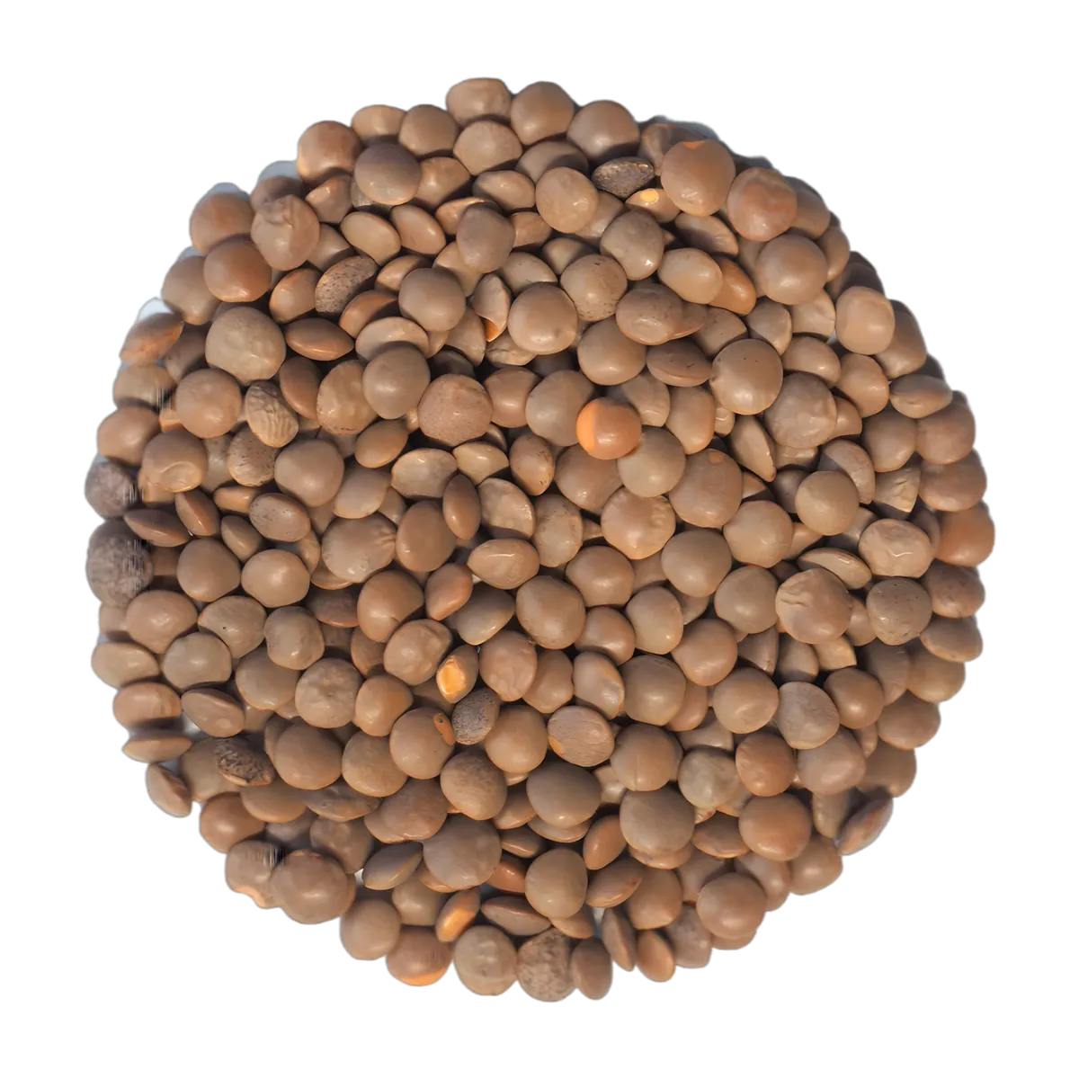 Gros plan de lentilles rouges entières LEGUMOR, riches en nutriments, idéales pour plats sains comme les ragoûts, soupes et salades.