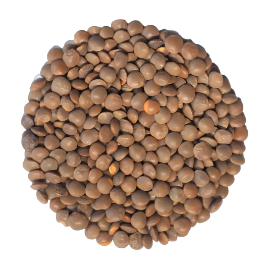 Gros plan de lentilles rouges entières LEGUMOR, riches en nutriments, idéales pour plats sains comme les ragoûts, soupes et salades.