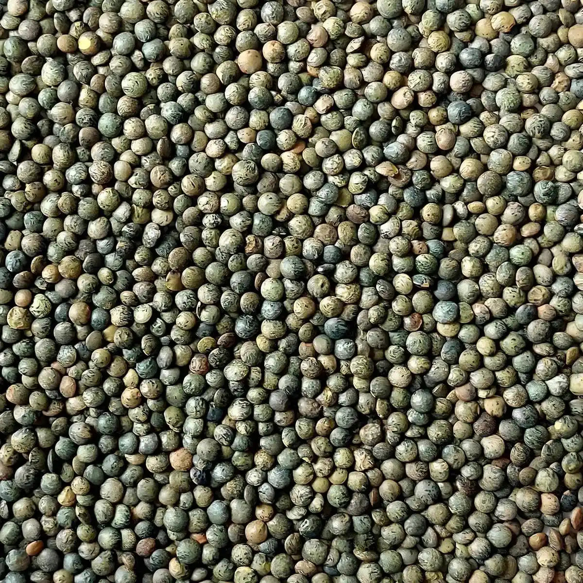 Gros plan sur les lentilles vertes LEGUMOR sèches, texture ferme et couleur naturelle, parfaites pour les plats végétariens.