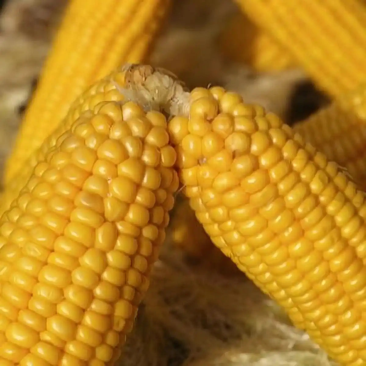 Épis de maïs jaune en gros plan, ingrédient de base du maïs dégermé jaune TANTIE, utilisé pour sa qualité et sa richesse nutritionnelle.