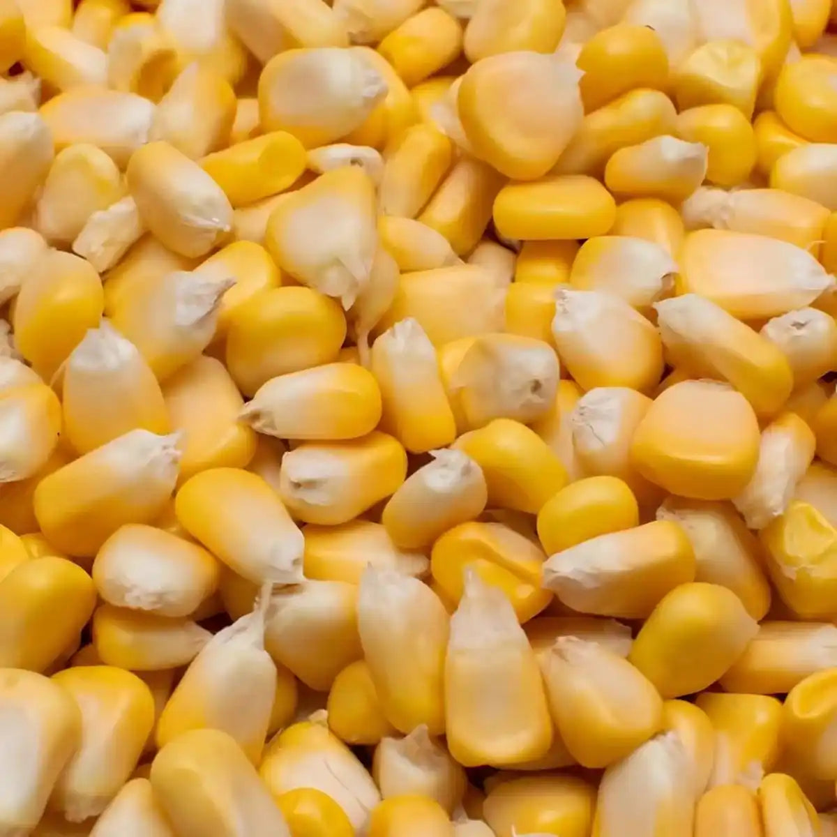 Gros plan sur grains de maïs jaune entier, matière première du maïs broyé Haïti TANTIE, riche en goût et en texture naturelle.