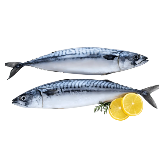 Deux maquereaux frais accompagnés de tranches de citron et d’herbes, parfaits pour des recettes riches en oméga-3 et saveurs marines.