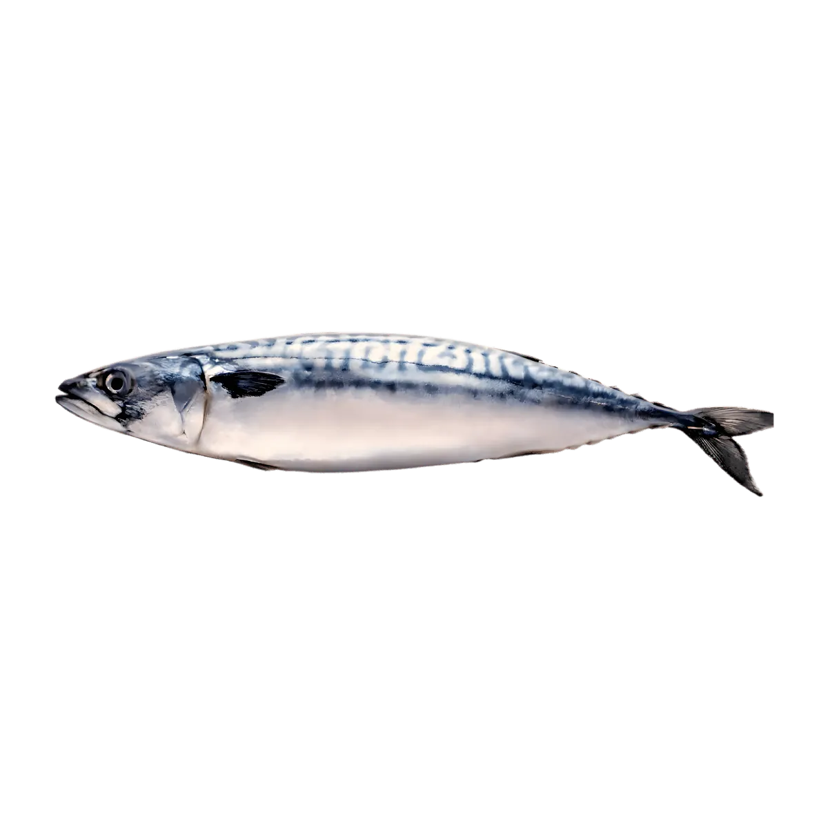 Maquereau entier frais, riche en oméga-3, idéal pour une alimentation saine et équilibrée. Source naturelle de protéines dans la catégorie fruits de mer.