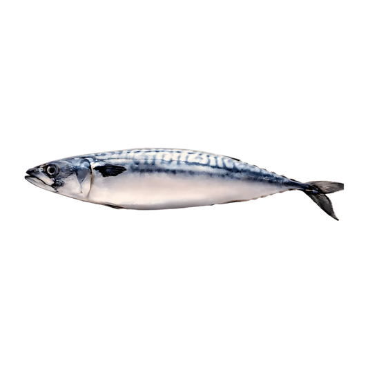 Maquereau entier frais, riche en oméga-3, idéal pour une alimentation saine et équilibrée. Source naturelle de protéines dans la catégorie fruits de mer.