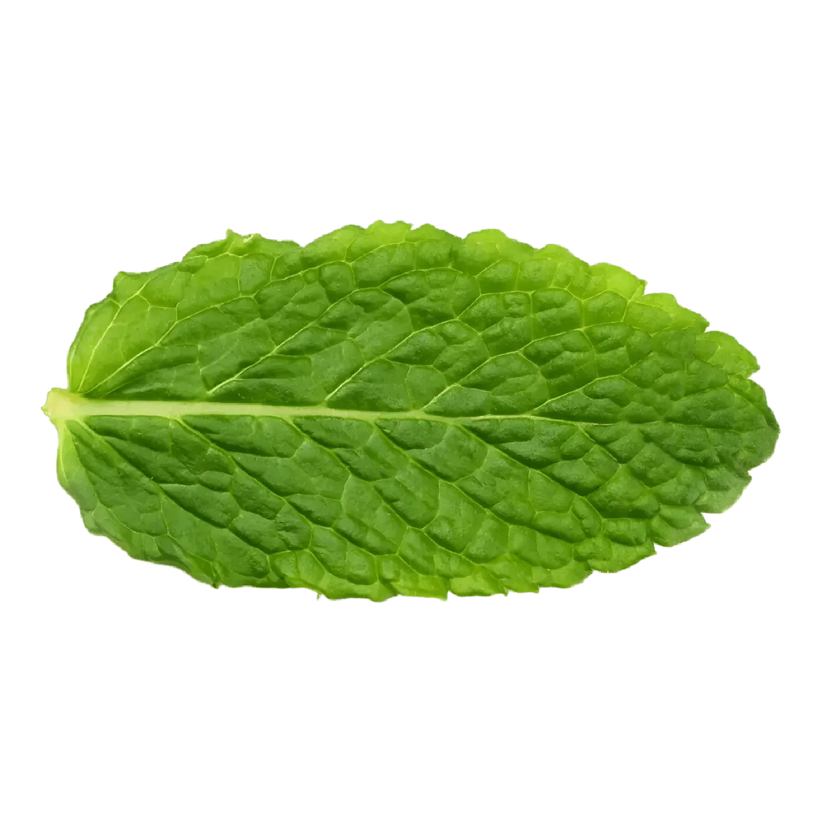 Feuille de menthe fraîche parfumée, idéale pour plats ou boissons. Goût vivifiant et propriétés digestives naturelles.