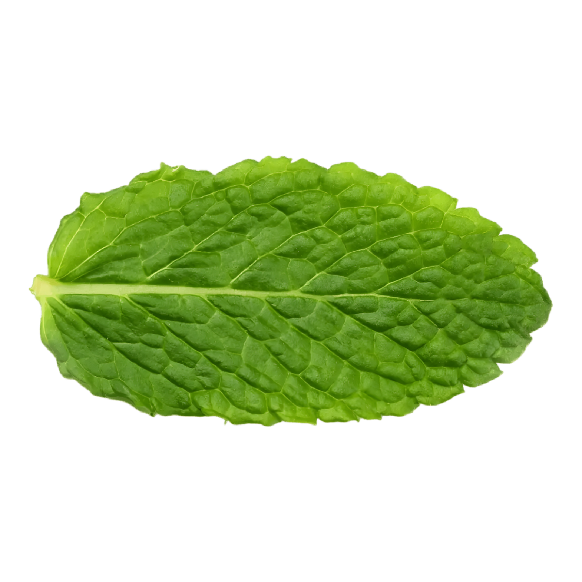 Menthe