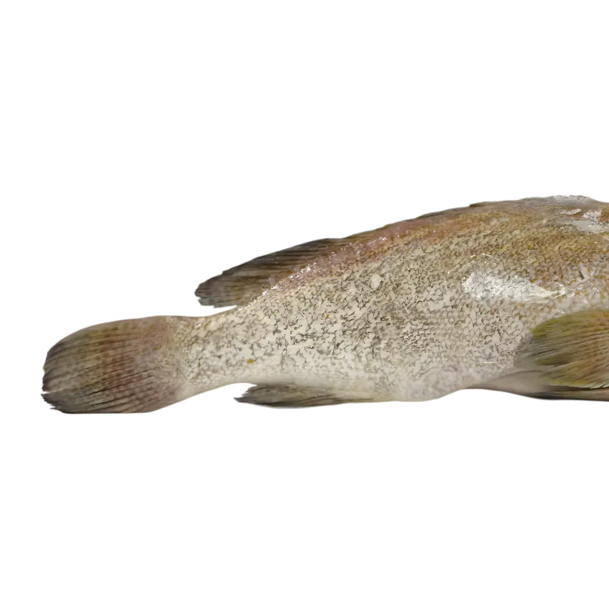 Portion de mérou surgelé sans tête, montrant la texture de la peau et la qualité de découpe. Parfait pour plats de poisson frais ou surgelés.