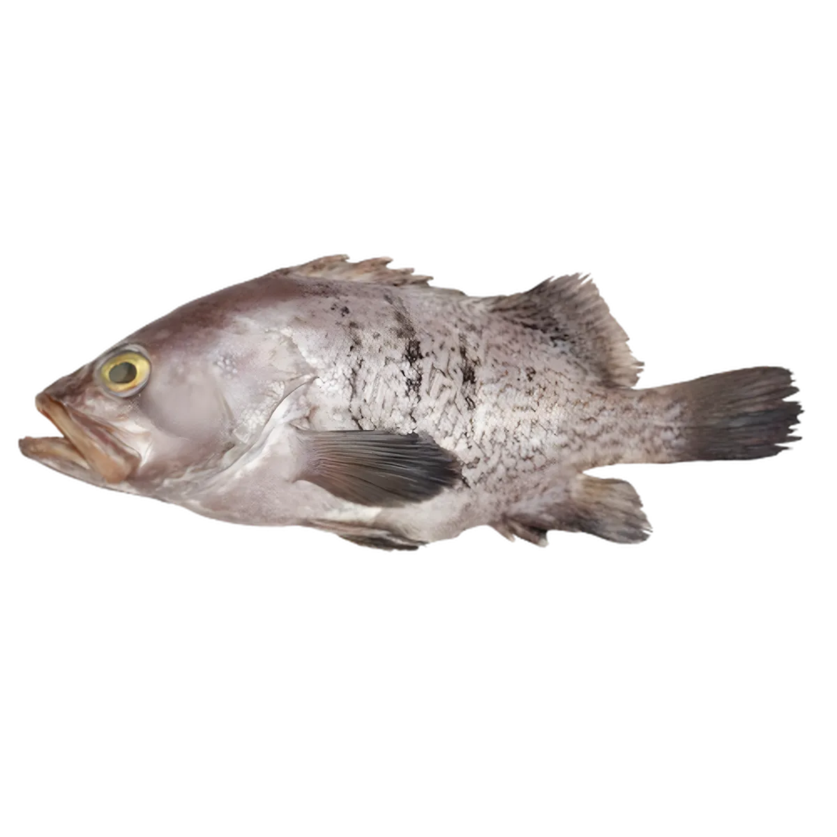 Mérou découpé entier avec peau, idéal pour cuisson rapide ou recettes mijotées. Mérou surgelé de qualité pour préparation culinaire.