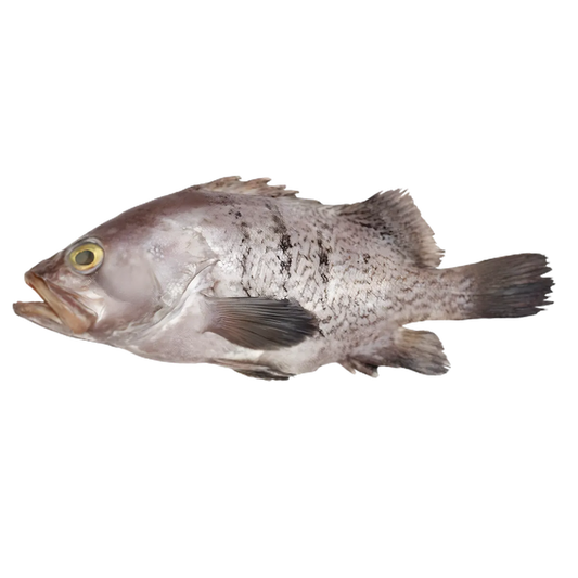 Mérou découpé entier avec peau, idéal pour cuisson rapide ou recettes mijotées. Mérou surgelé de qualité pour préparation culinaire.