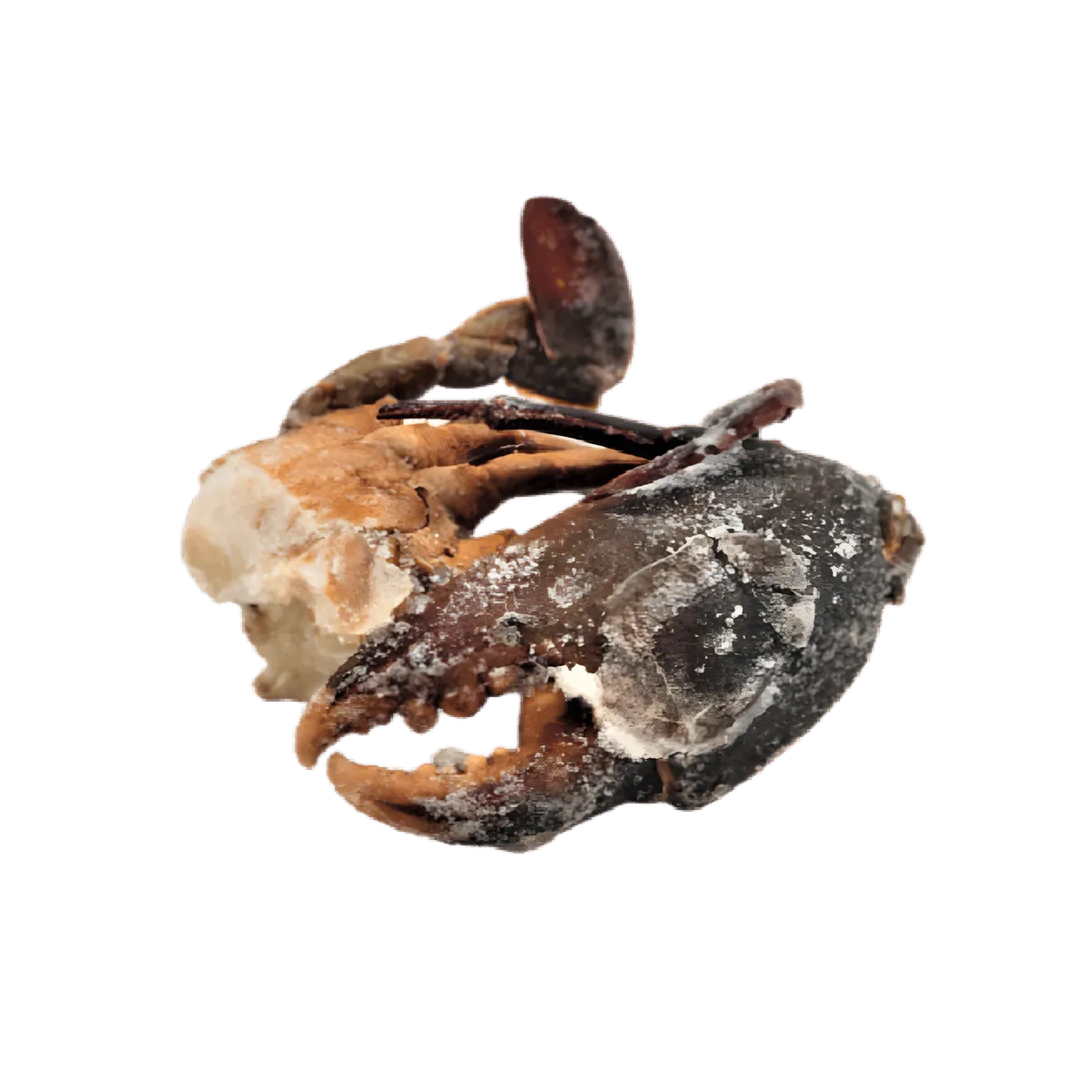 Morceaux de crabe surgelés avec carapace visibles, illustrant la fraîcheur authentique et la qualité des portions pratiques de fruits de mer.