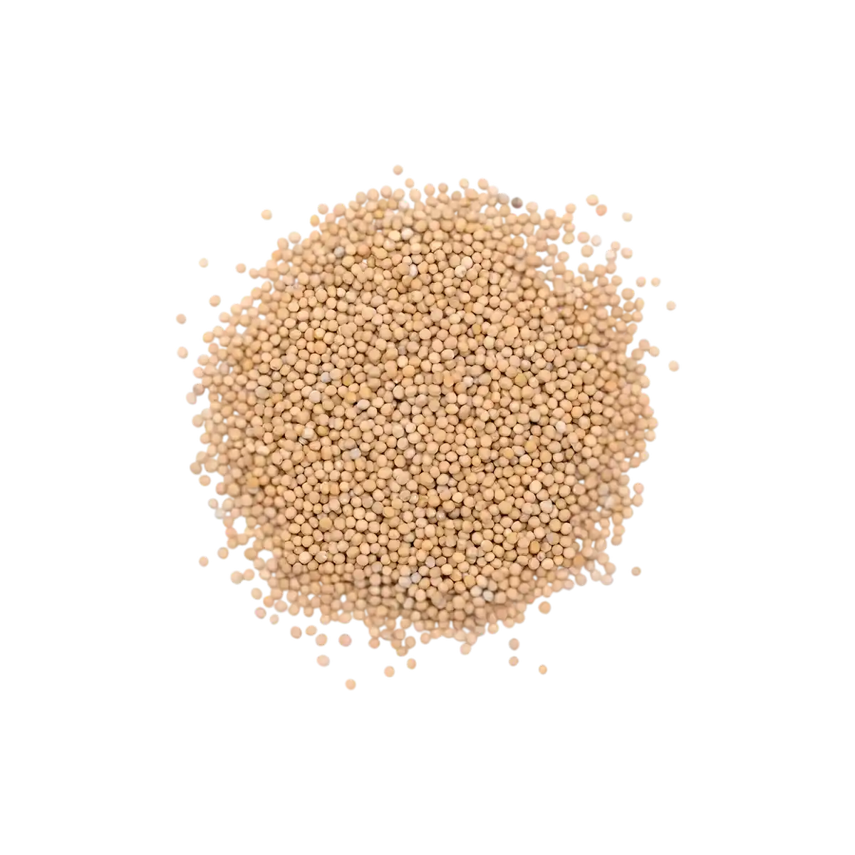 Tas de graines de moutarde jaune entière SAMIA, texture granuleuse parfaite pour sauces, marinades et plats épicés.