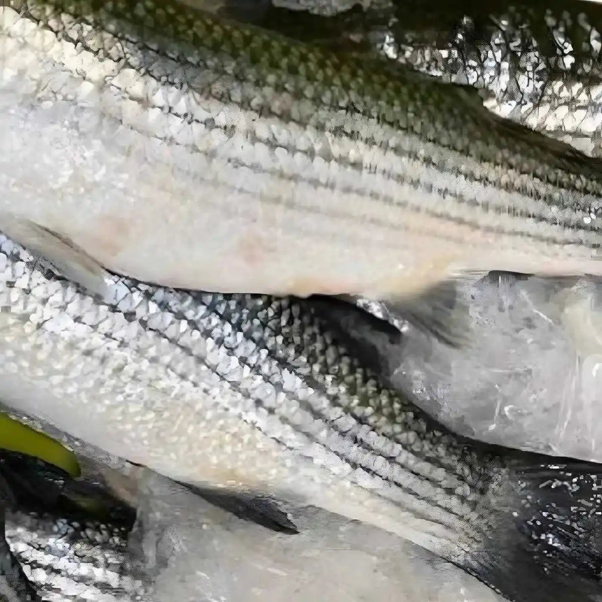 Mulets frais sur lit de glace, poisson riche en protéines et texture ferme. Idéal pour les rayons de fruits de mer frais.