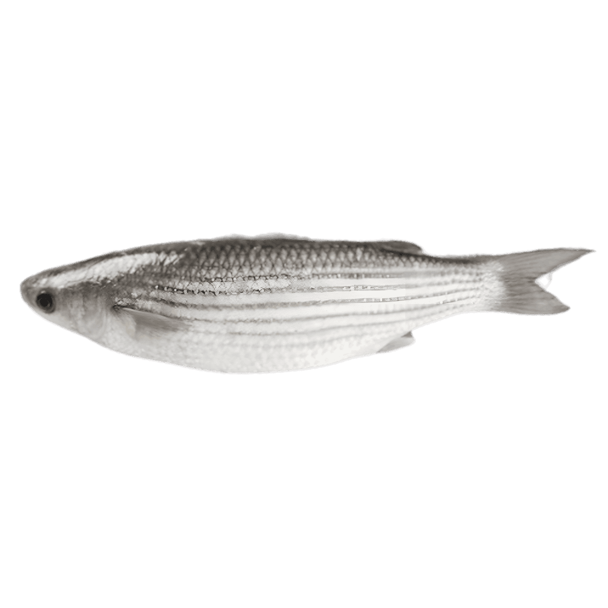 Mulet entier frais, poisson à chair ferme et goût délicat, idéal pour grillades ou ragoûts - POISSON - NKOSI.
