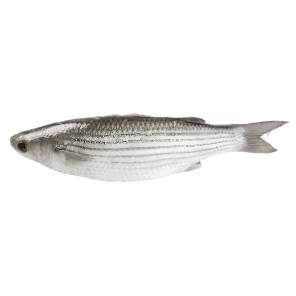 Mulet entier frais, poisson à chair ferme et goût délicat, idéal pour grillades ou ragoûts - POISSON - NKOSI.
